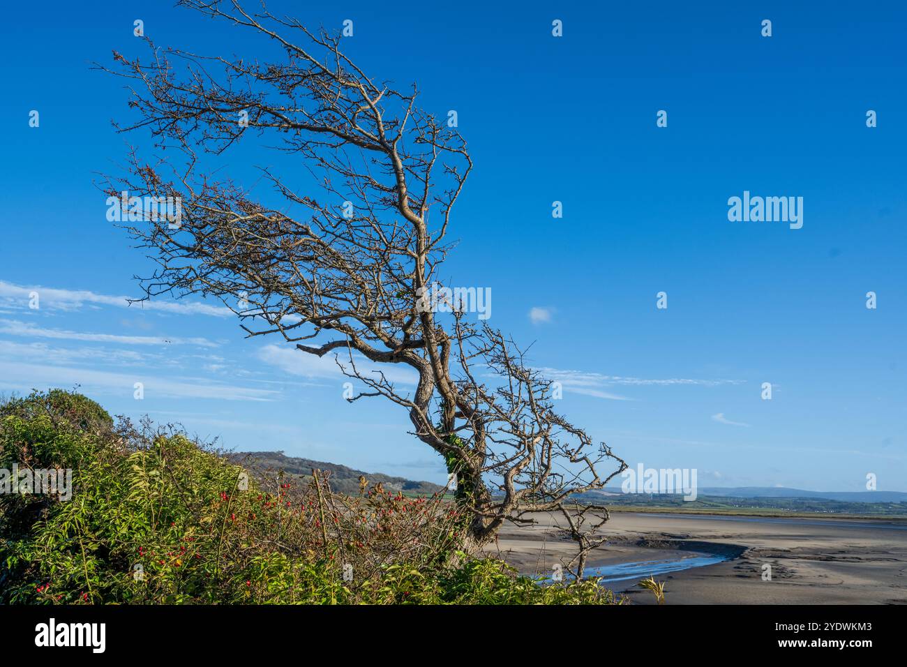 Ein einsamer, windgepeitschter Baum im Küstengebiet von Jack Scout in Silverdale an der Morecambe Bay. Stockfoto