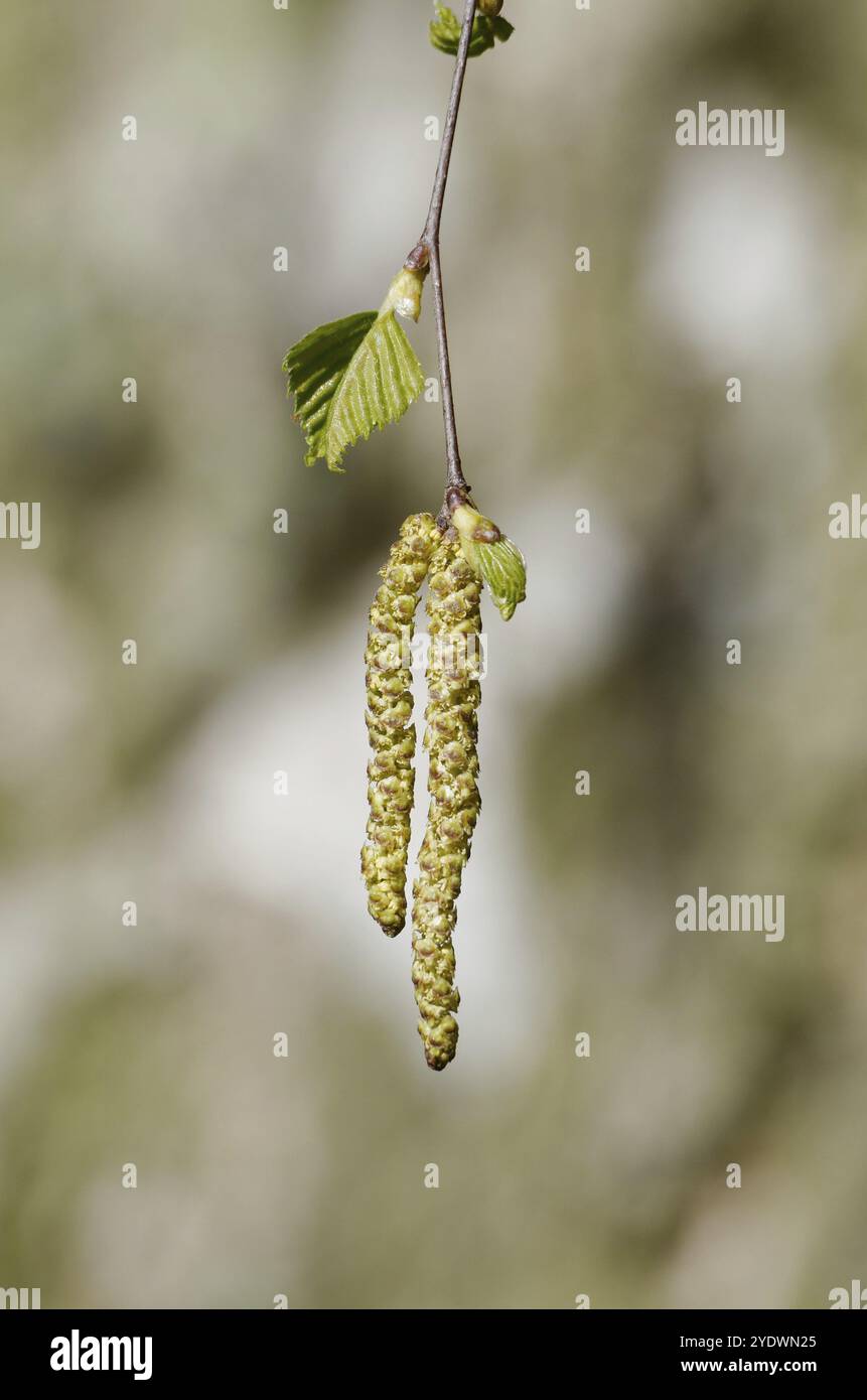 Betula, Allergierisiko im Frühjahr, Birkenkätzchen vor einer Birke im verschwommenen Hintergrund Stockfoto