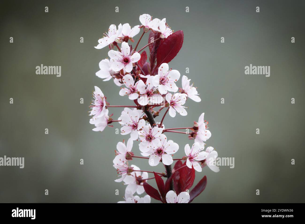 Prunus cistena Blüten einer Zwergblutpflaume mit rosa-weißen Blüten und roten Blättern im Frühjahr in einem Kölner Park Stockfoto