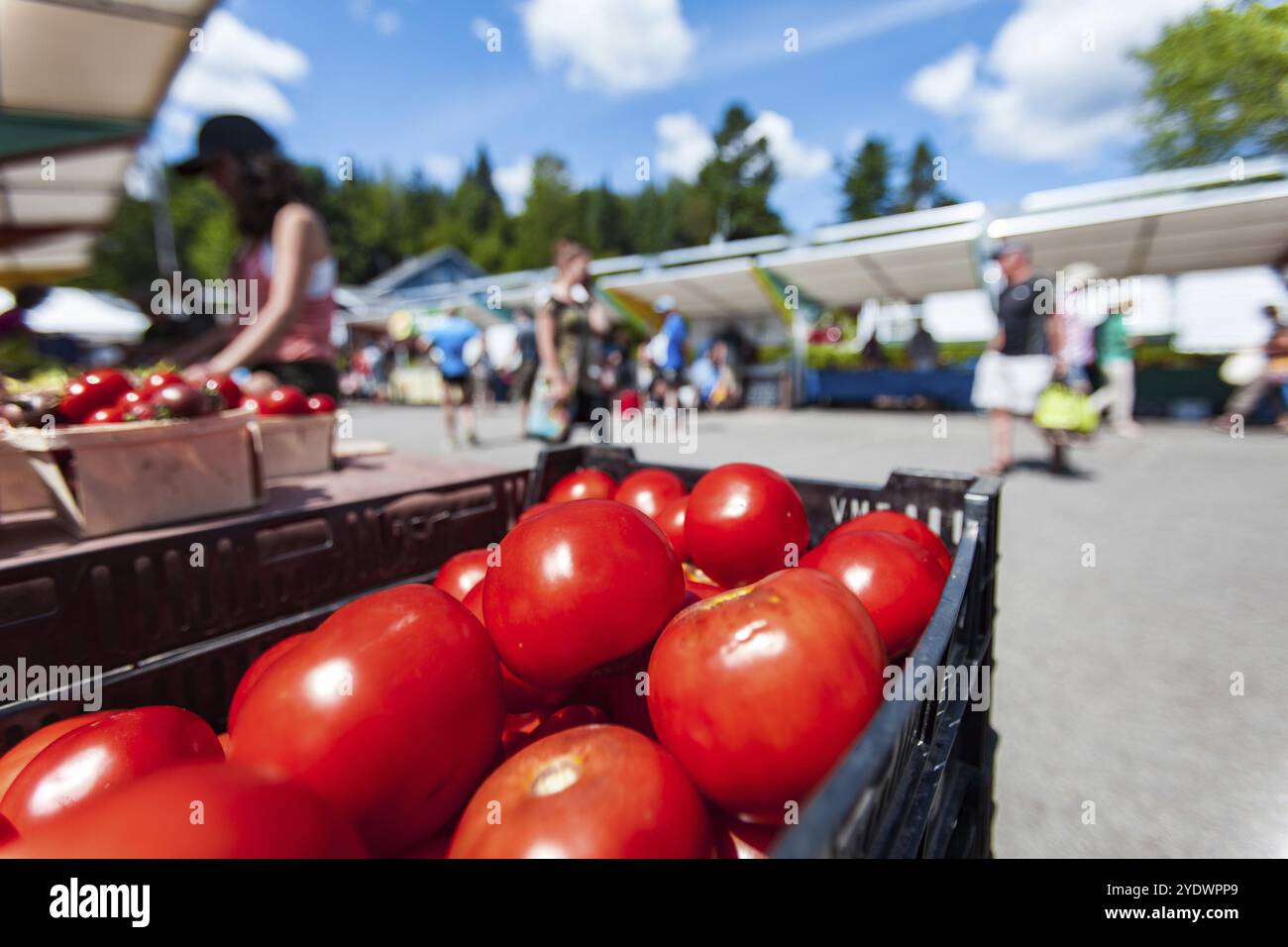 Closeup Bild mit lebendigen Farben, genommen, außerhalb in einem französischen Kanadier Bauernmarkt an einem sehr sonnigen Tag Stockfoto