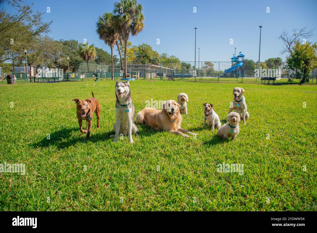Gruppe von verschiedenen gehorsamen Hunden, die zusammen in einem Hundepark sitzen, Florida, USA Stockfoto
