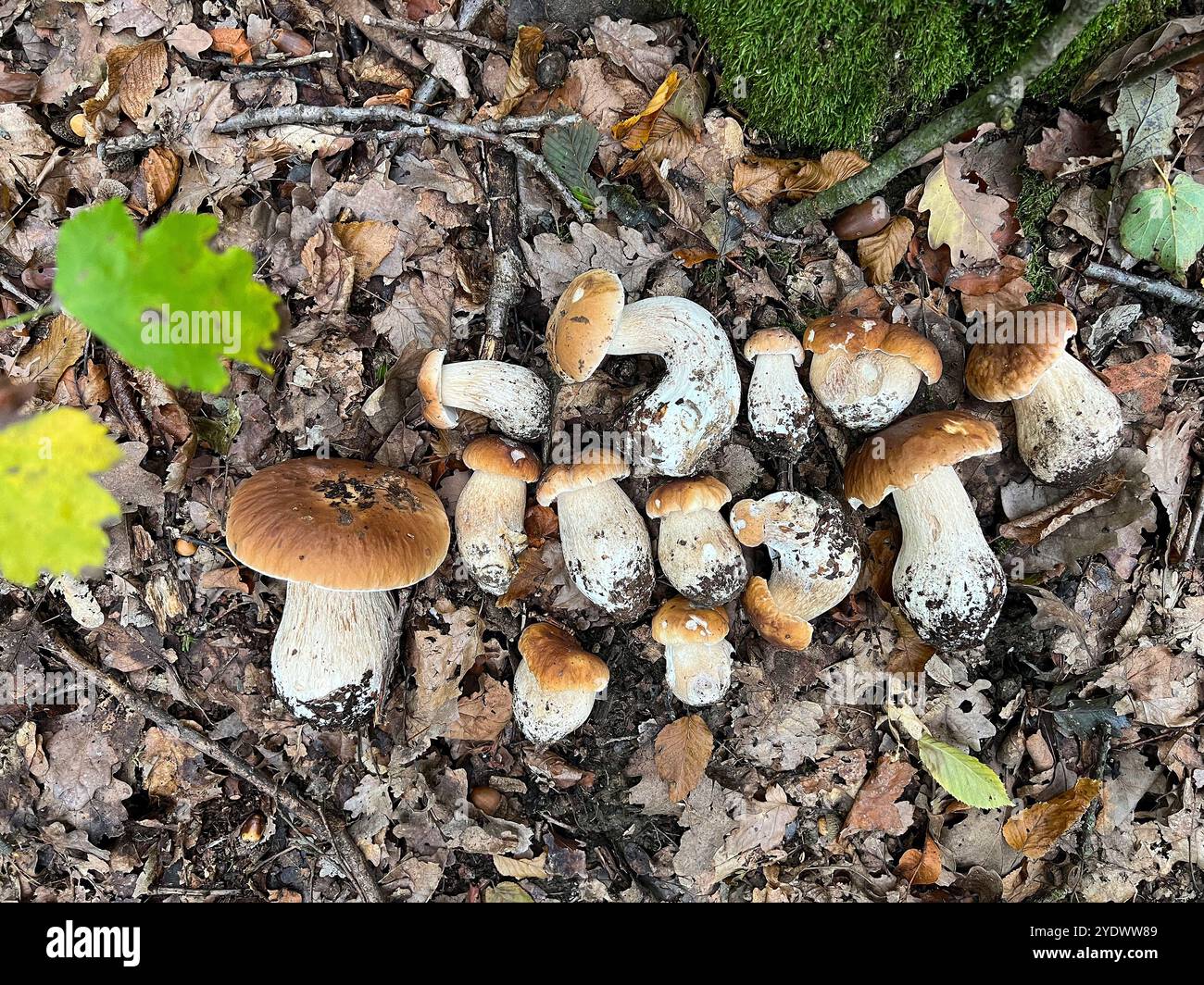 Frisch geerntete Pilze in gefallenen Blättern. Boletus in gefallenen Blättern, Jagdgebiet für Speisepilze, Boletus edulis Stockfoto