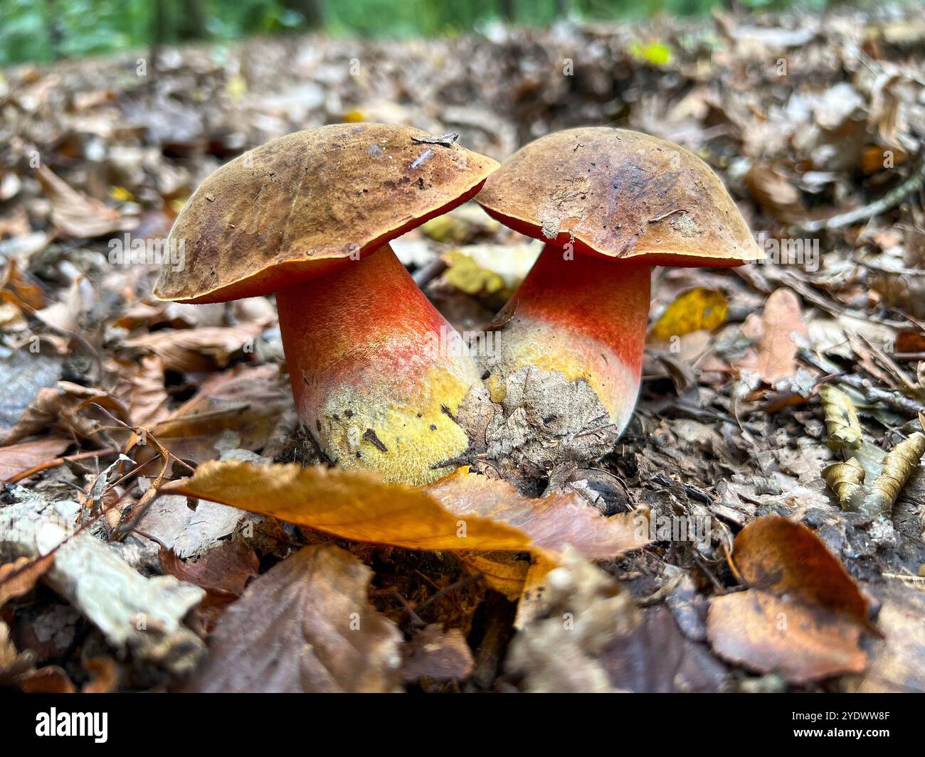 Essbare Doppelpilze im Wald, Boletus in gefallenen Blättern, Neoboletus luridiformis Stockfoto