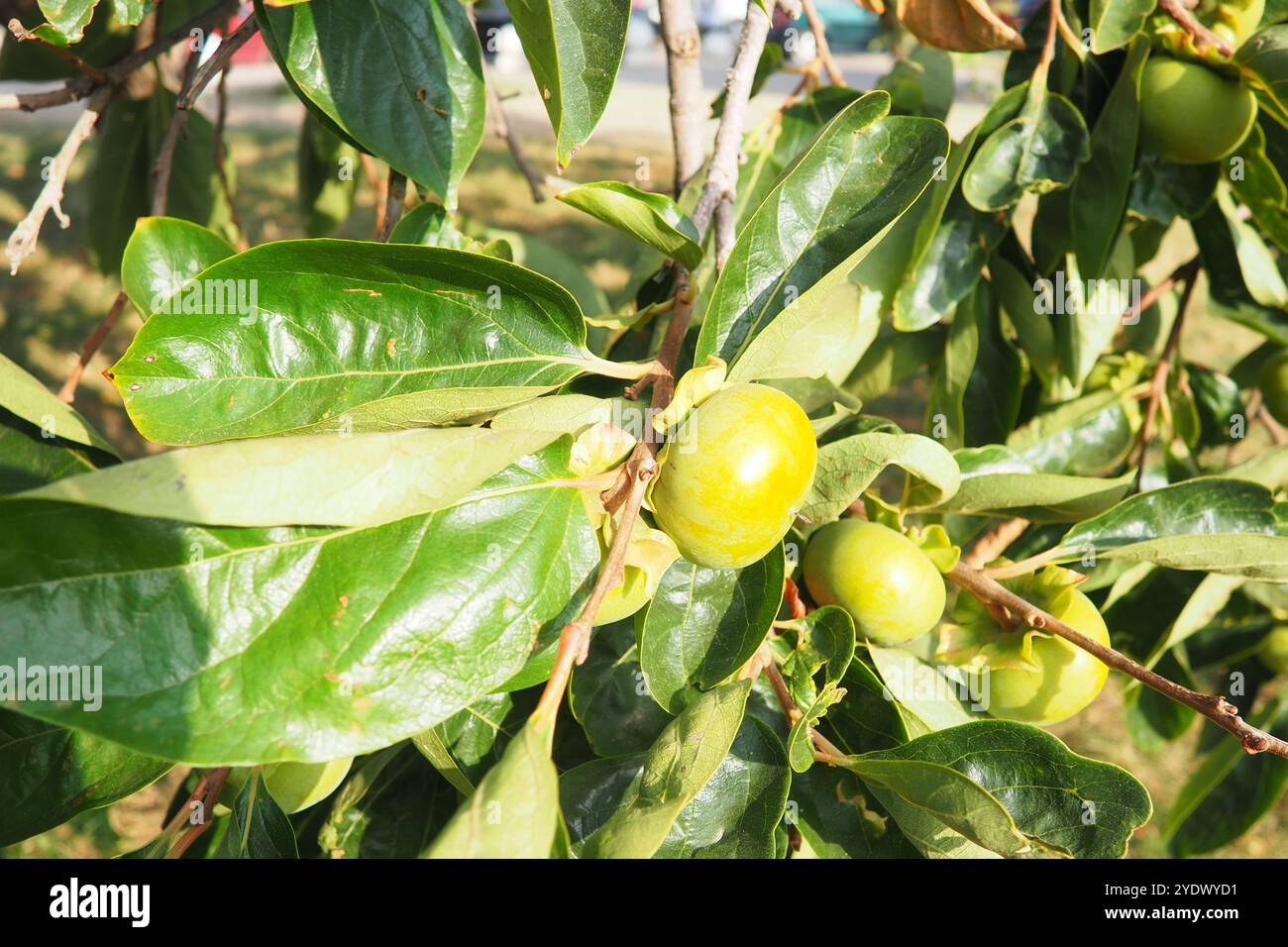 Das Persimmon ist die essbare Frucht einer Reihe von Baumarten der Gattung Diospyros. Die am weitesten verbreitete Sorte ist die Kaki-Persimmon Stockfoto