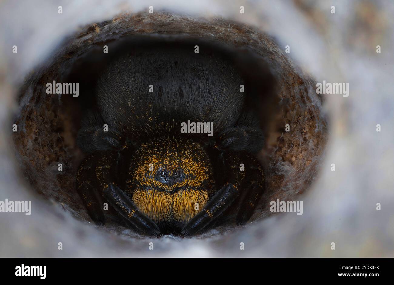 Ein subadultes Weibchen der Samtspinne Lavrosi (Eresus lavrosiae) Stockfoto