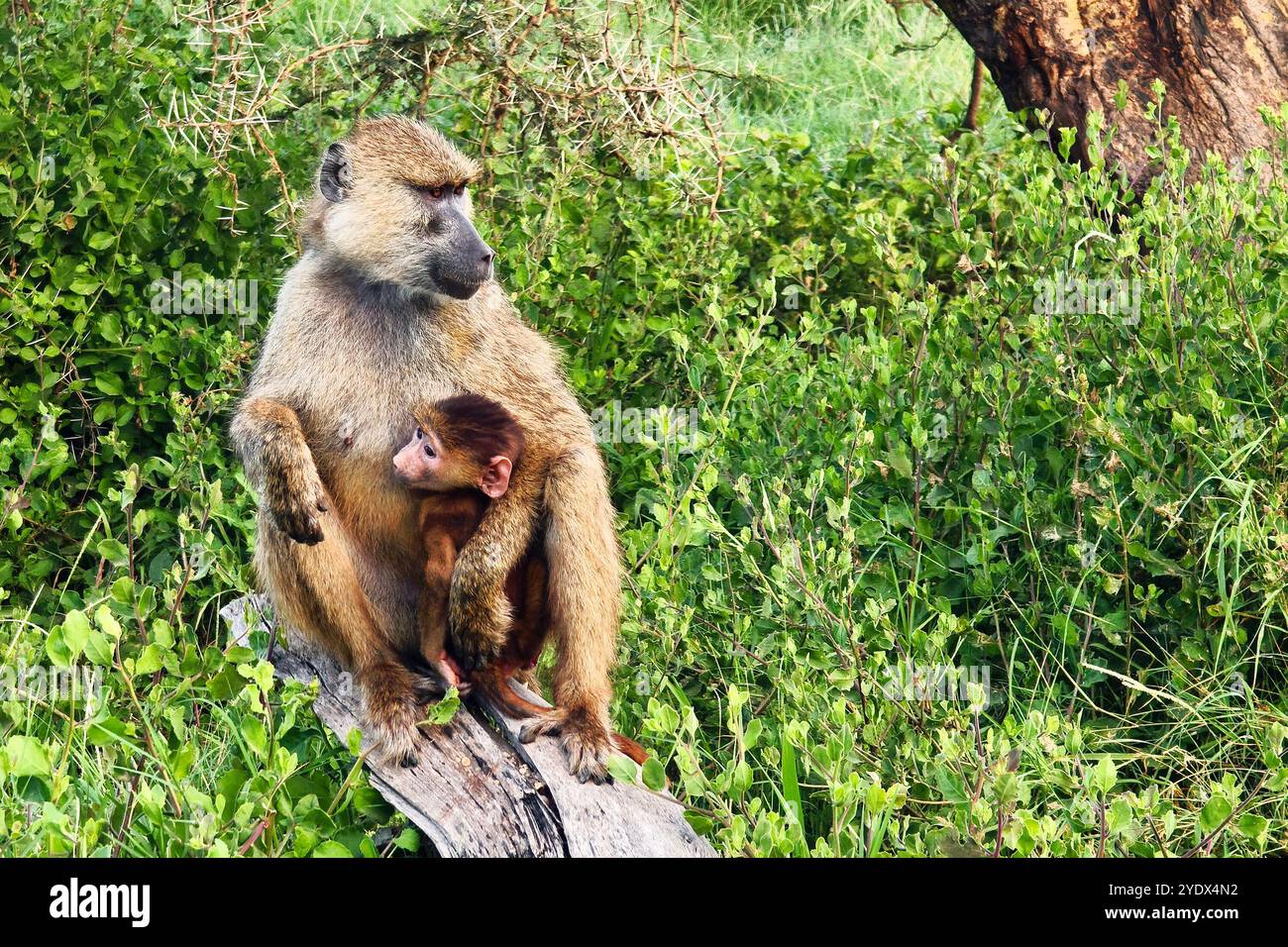 Ein zärtlicher Moment entfaltet sich, während die Affe ihr wertvolles Baby liebevoll wiegt und eine herzerwärmende Bindung in der Umarmung der Liebe der Natur zeigt Stockfoto