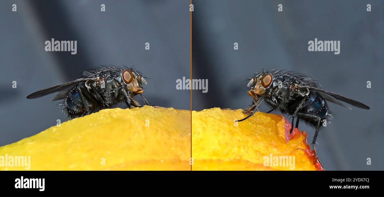 Zwei Ausblicke auf dieselbe Common Bluebottle, Calliphora vicina, die sich von einem halb gegessen Pfirsich ernährt. Nahaufnahme und gut fokussiert mit vielen Borsten. Stockfoto