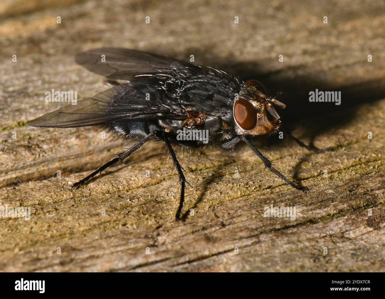 Eine Close-up und gut fokussierte Blaue Fliege, Calliphora vicina, auf einem Stück Holz. Blau-grau mit vielen Haaren und Borsten. Stockfoto