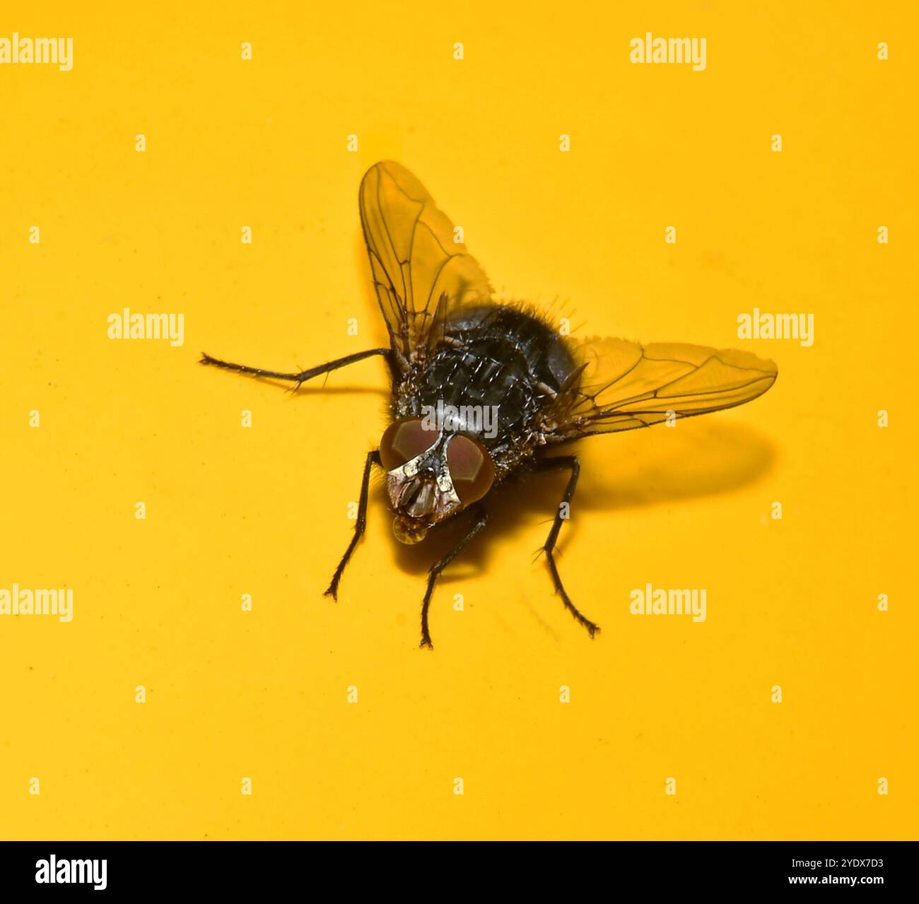 Ein Bluebottle, Calliphora vicina, auf einer Motorhaube, die nach vorne zeigt. Es bläst eine Flüssigkeitsblase aus, die möglicherweise als Kühlmechanismus verwendet wird. Stockfoto
