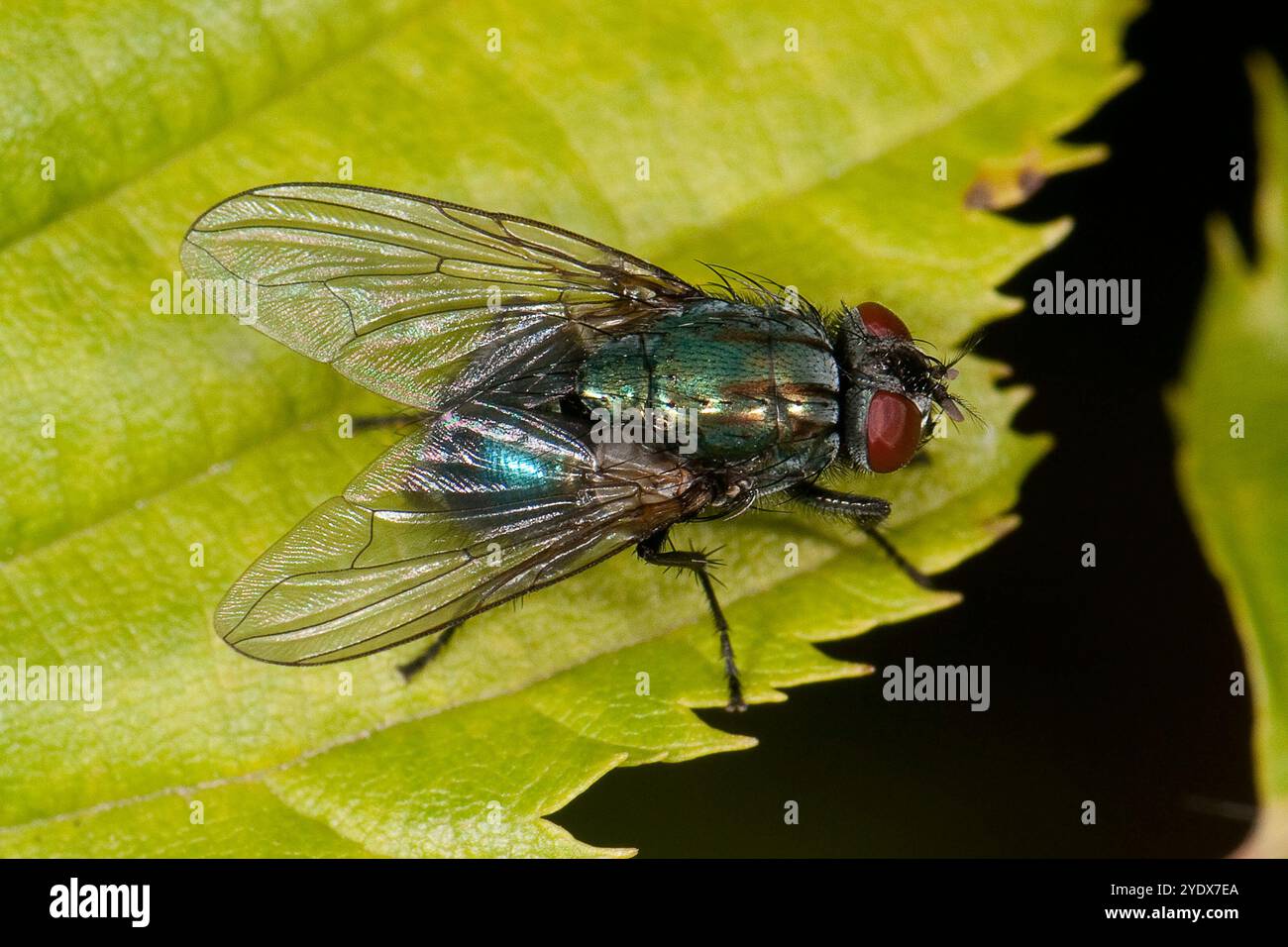 Ein Blick von oben auf eine Greenbottle, Lucilia caesar. Es ist eine gut fokussierte Nahaufnahme dieser Carrion Fliege auf einem Blatt. Mit guten Details der Flügel und des Thorax. Stockfoto