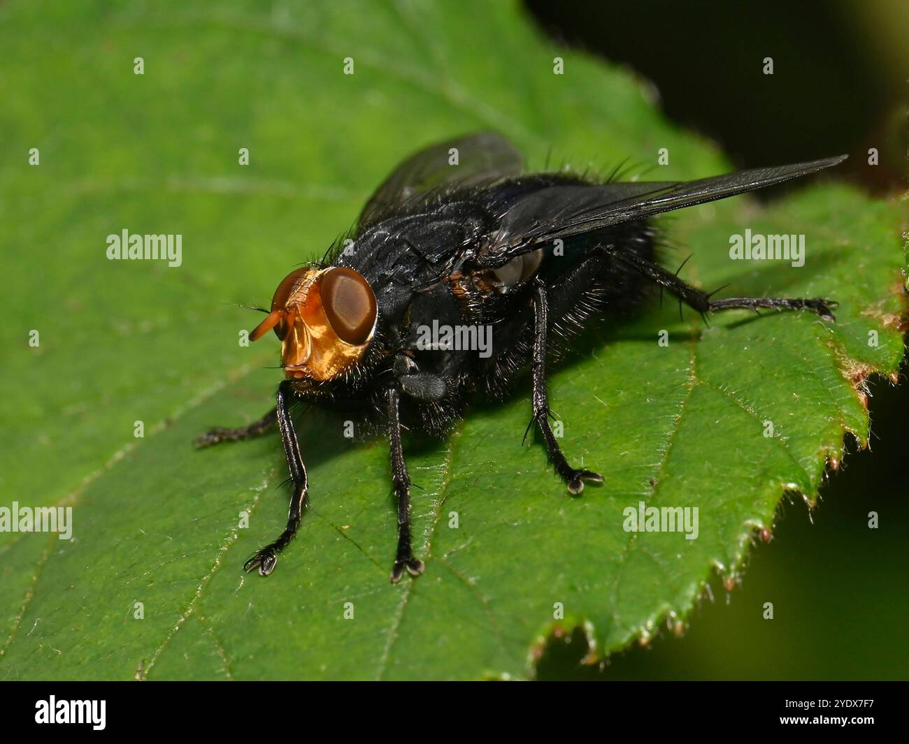 Eine Vorderansicht einer Carrion Fliege. Diese gelbe Fliege, Cynonya mortuorum oder Fly of the Dead, ist in Großbritannien ungewöhnlich. Gut fokussiert, auf ein Blatt. Stockfoto