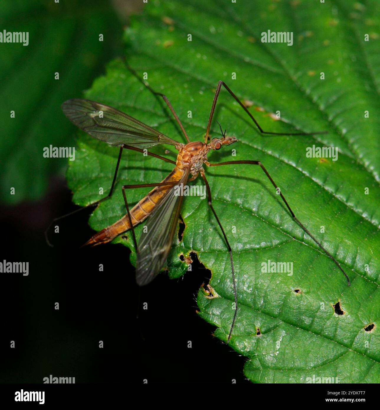 Ferruginous Tigerkranfliegen, Tipulidae, nicht giftig für Menschen, einzigartiger Flug, um Freunde anzulocken, Paarungsflug beinhaltet schnelle Flügelschläge und Schwebeflug. Stockfoto