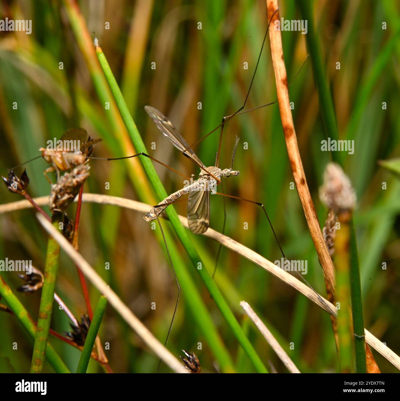 Ein männlicher Kranienflug, Tipula lateralis, auf Schilf ruht. Gut fokussiert, Nahaufnahme mit guten Details und einem natürlichen unscharfen Hintergrund. Stockfoto