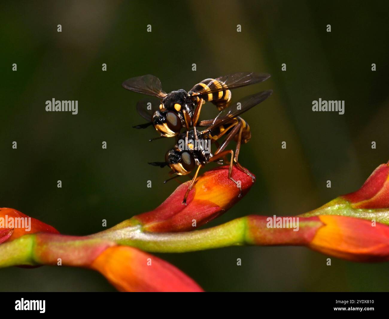 Ein Paar gut fokussierter vierbändiger Bienenschnäpper, CONOPS Quadrifasciatus. Sie sind verbunden. Der Mann ist oben. Hell, bunt, Nahaufnahme und Detail Stockfoto