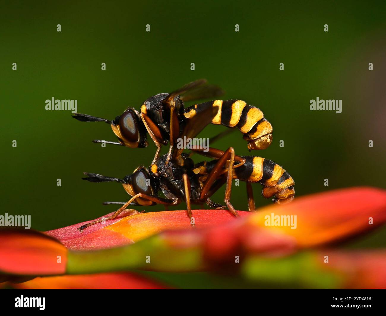 Ein Paar gut fokussierter vierbändiger Bienenschnäpper, CONOPS Quadrifasciatus. Sie sind verbunden. Der Mann ist oben. Hell, bunt, Nahaufnahme und Detail Stockfoto