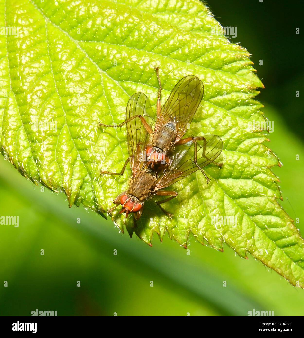 Zwei weibliche goldene Dungfliege, Scathophaga stercoraria, auf einem gut fokussierten Blatt. Eine ungewöhnliche Position für weibliche Dungfliegen. Nahaufnahme mit guten Details. Stockfoto