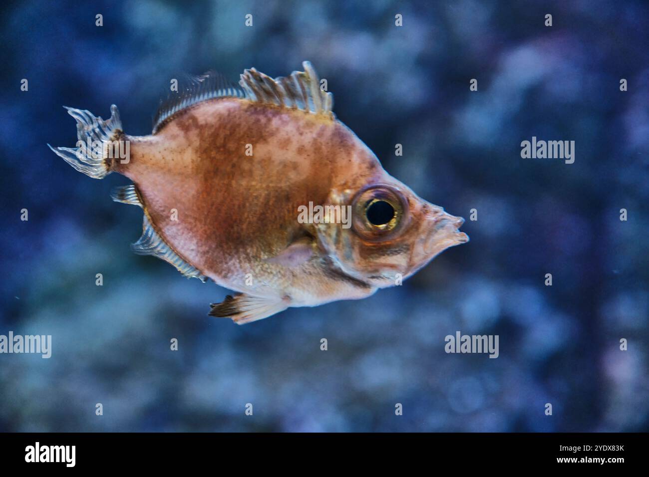 Nahaufnahme eines kupferfarbenen Capros-Apfers, auch bekannt als Eberfisch oder John Dory, mit großen, runden Augen und zarten Flossen. Fisch schwimmt anmutig gegen Stockfoto