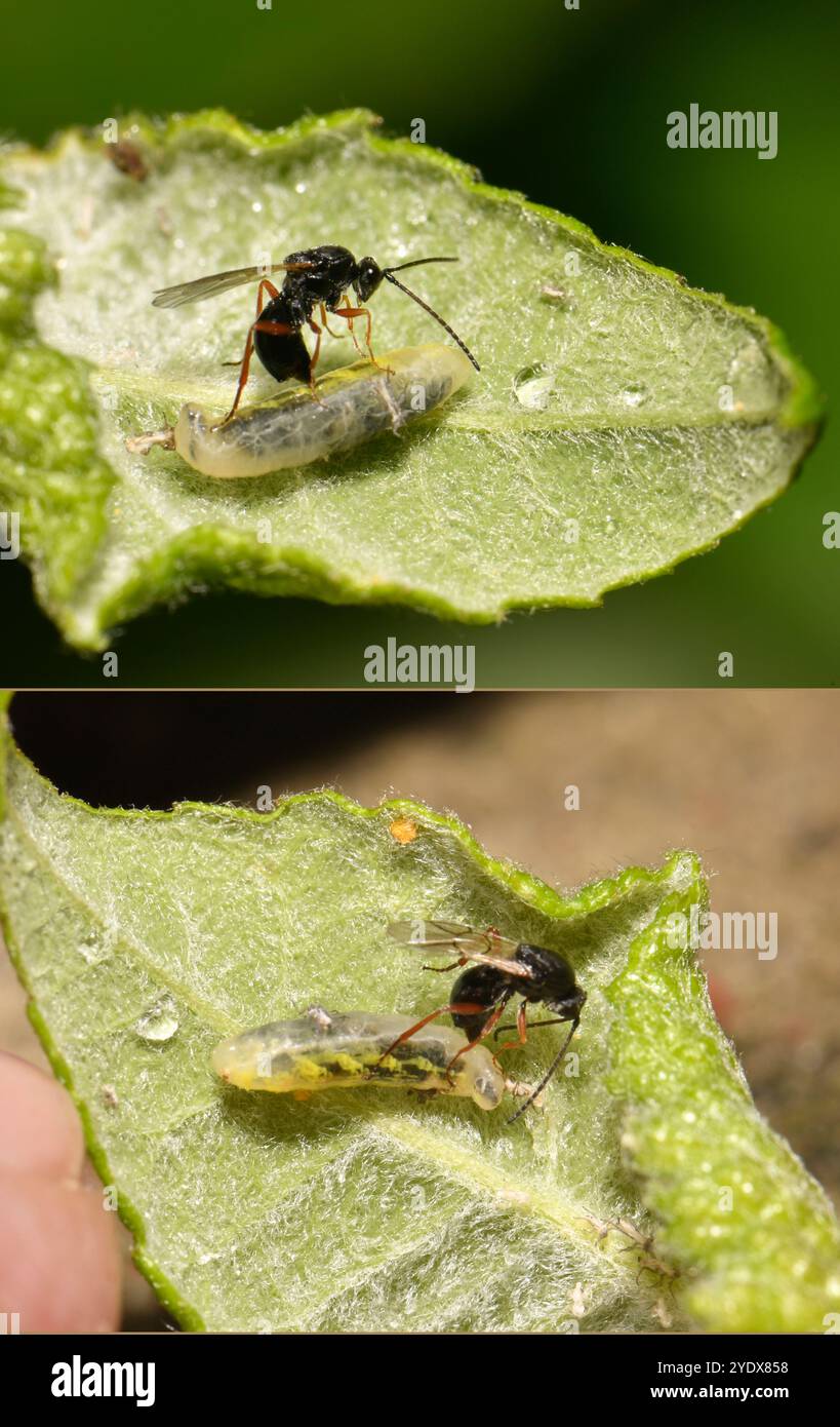 Zwei Bilder einer Frau, Ichneumon Wasp, Pimpla rufipes, die Eier in eine Wirtslarve injiziert. Gut fokussiert und Nahaufnahme mit guten Details. Stockfoto