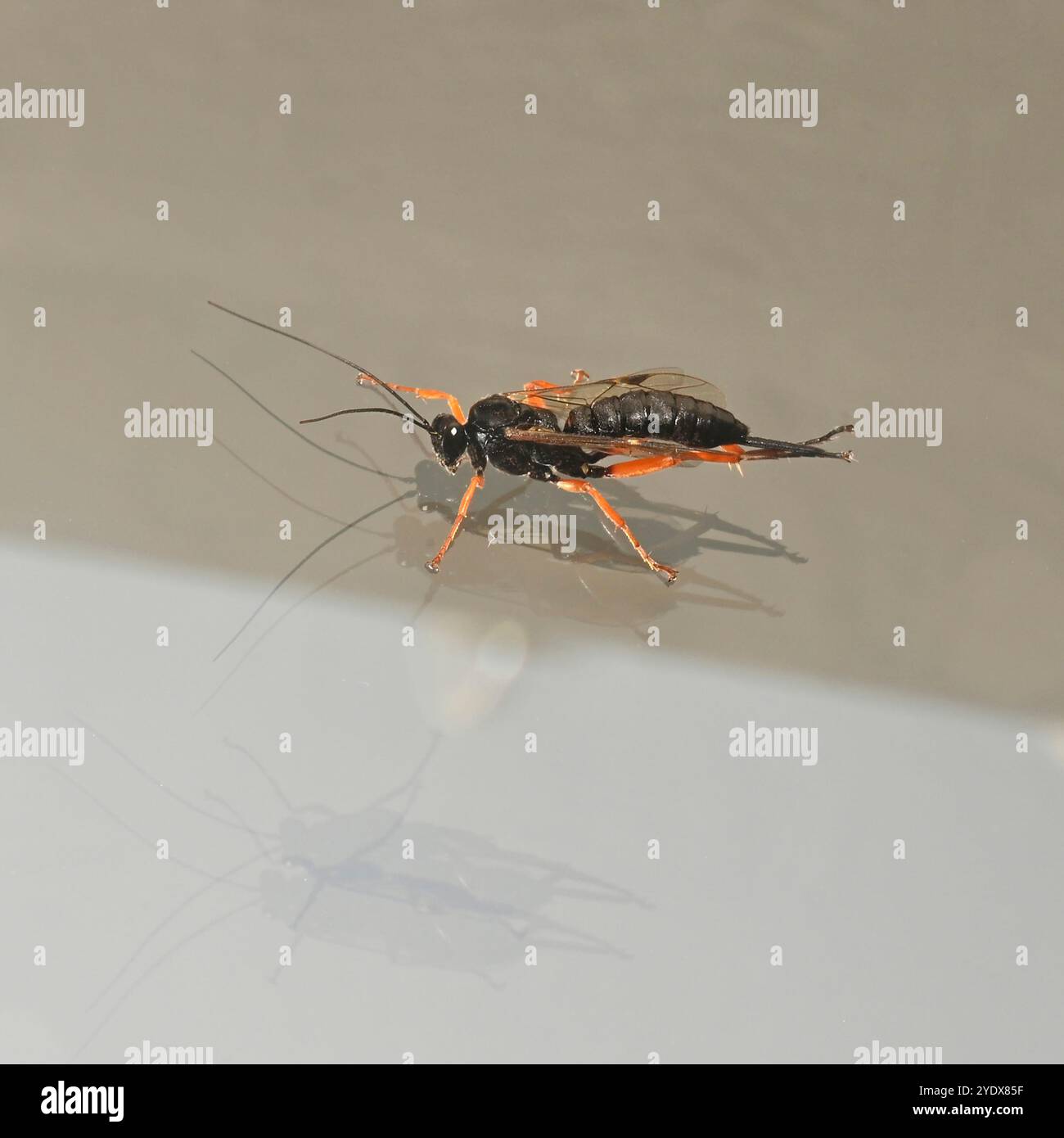 Eine sehr gut fokussierte Ichneumon Wasp, Pimpla Rufipes, die auf einem Fenster ruht. Nahaufnahme mit guten Details. Stockfoto