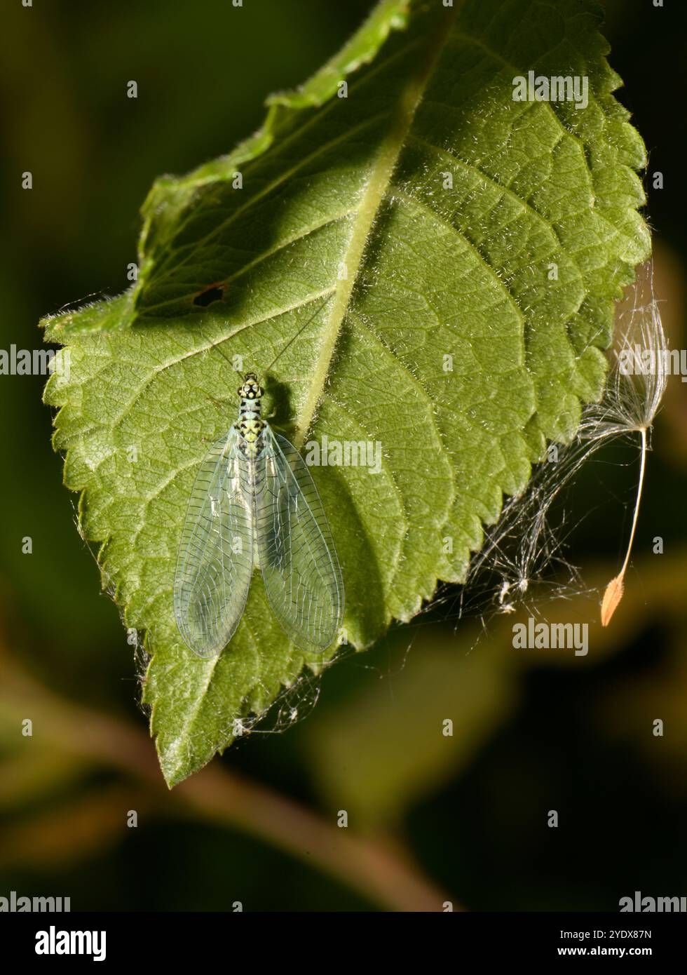 Eine perlgrüne Schnürung, Chrysopa Perla, die auf der Unterseite eines Blattes liegt. Nahaufnahme und gut fokussiert. Der Löwenzahn Pappus gibt Perspektive. Stockfoto