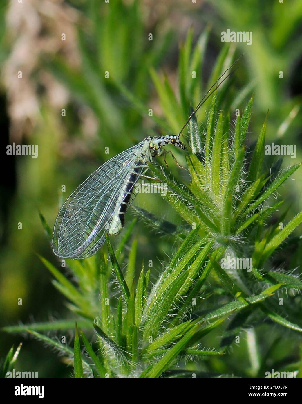 Eine perlgrüne Schnürung, Chrysopa Perla, ruht auf Gemeinen Ginster. Ein exquisites Insekt, gut fokussiert mit tollen Details, vor natürlichem Hintergrund. Stockfoto