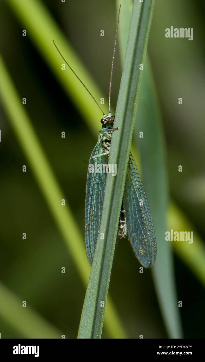 Eine perlgrüne Schnürung, Chrysopa Perla, mit einem ausgeprägten blauen Abstrich. Es scheint sich hinter einem Rohr zu verstecken. Gut fokussierter, süßer und natürlicher Hintergrund. Stockfoto