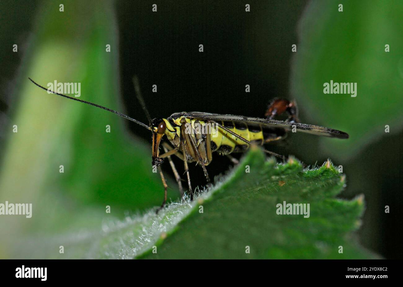 Eine Seitenansicht einer männlichen Skorpionfliege, Panorpa Communis, die auf einem Blatt steht und etwas isst. Nahaufnahme, gut fokussiert mit natürlichem grünem Hintergrund. Stockfoto