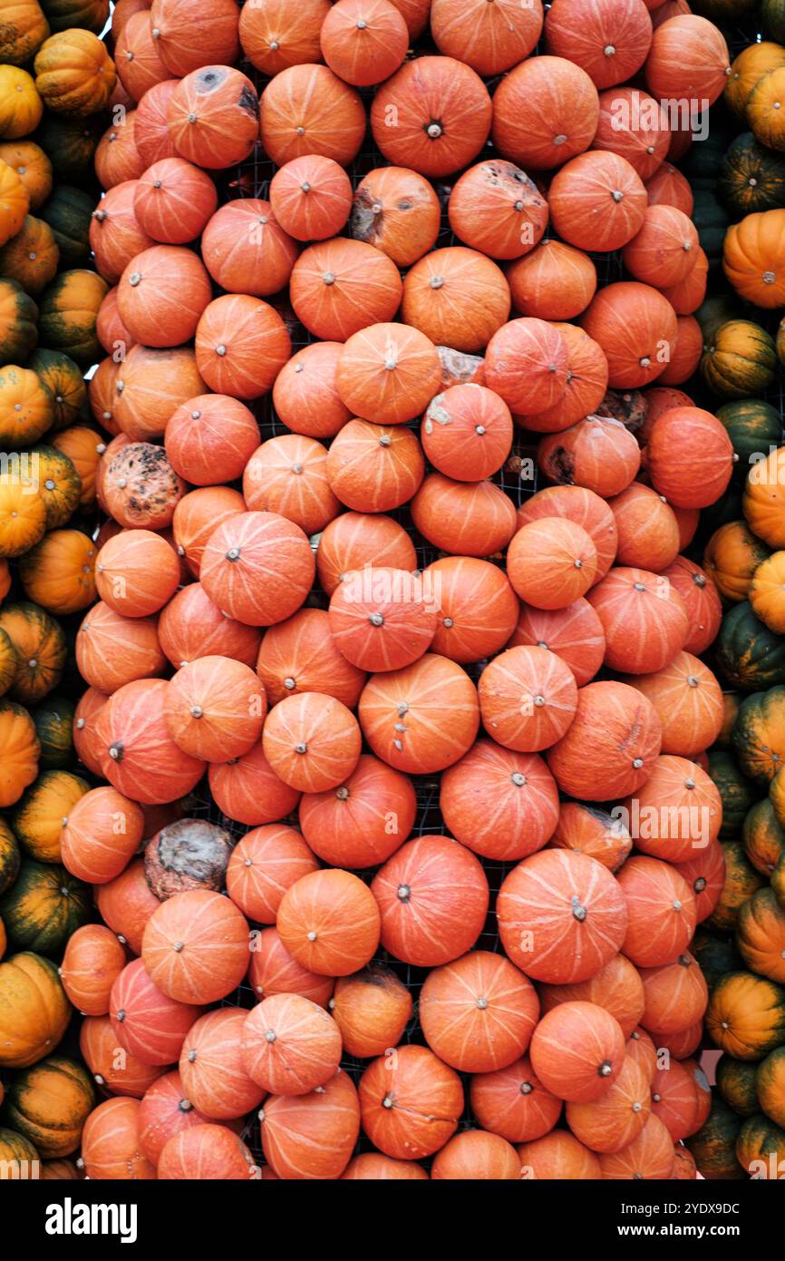 Reihen leuchtend orange und gelbe Kürbisse sind hoch gestapelt, was das Wesen der Herbsternte widerspiegelt. Das Marktambiente lädt alle ein, die Atmosphäre des Marktes zu erleben Stockfoto