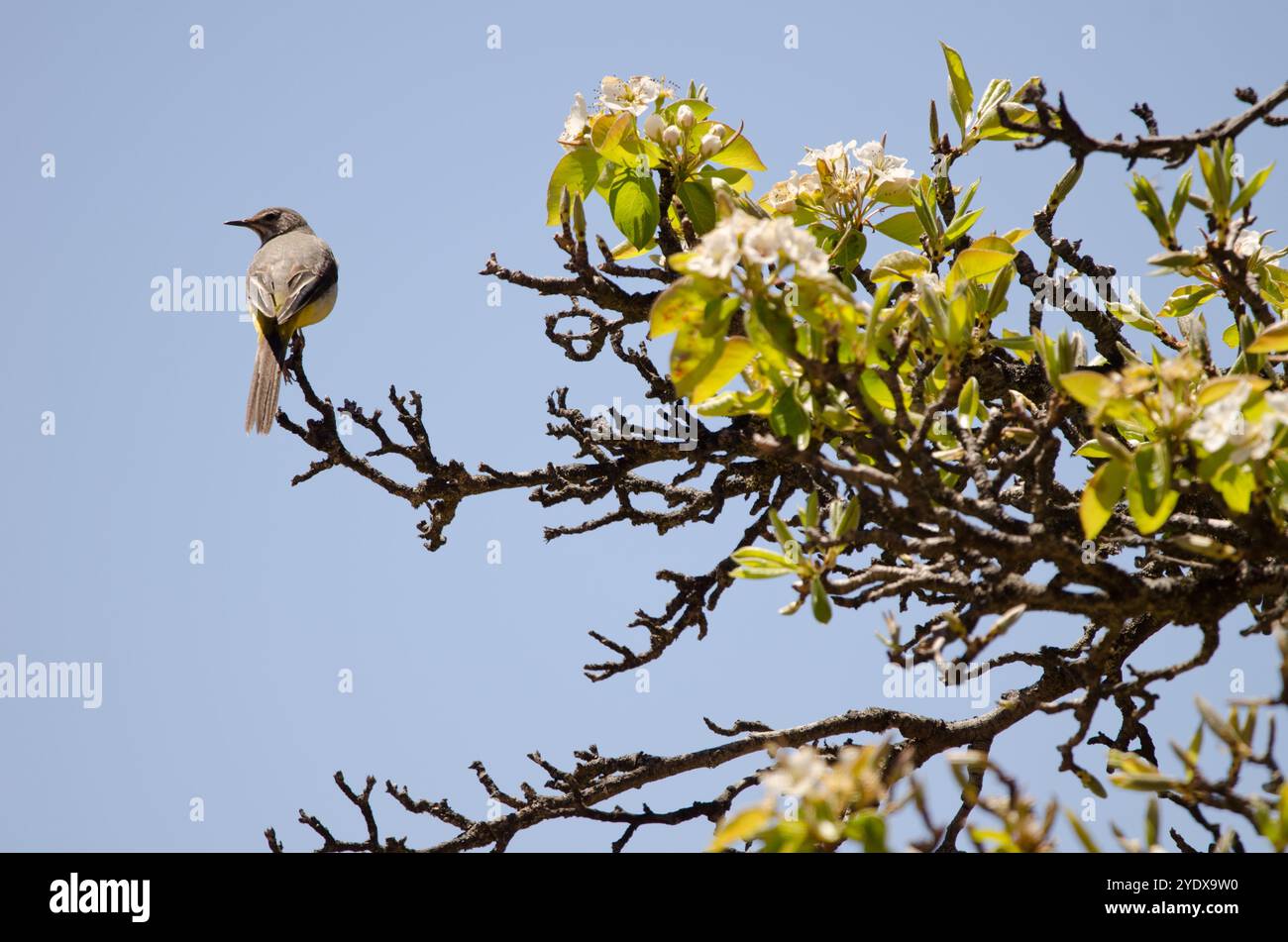 Männliche graue Bachstelze Motacilla cinerea canariensis. Nublo Rural Park. Tejeda. Gran Canaria. Kanarische Inseln. Spanien. Stockfoto