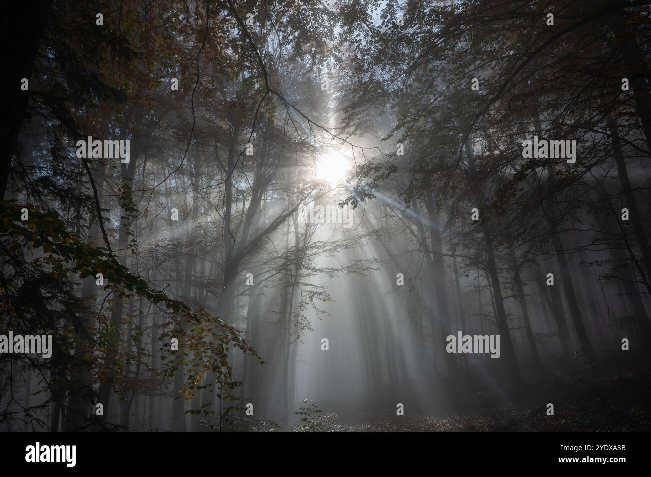 Die Sonne scheint im Morgennebel in einem Wald im Herbst Stockfoto