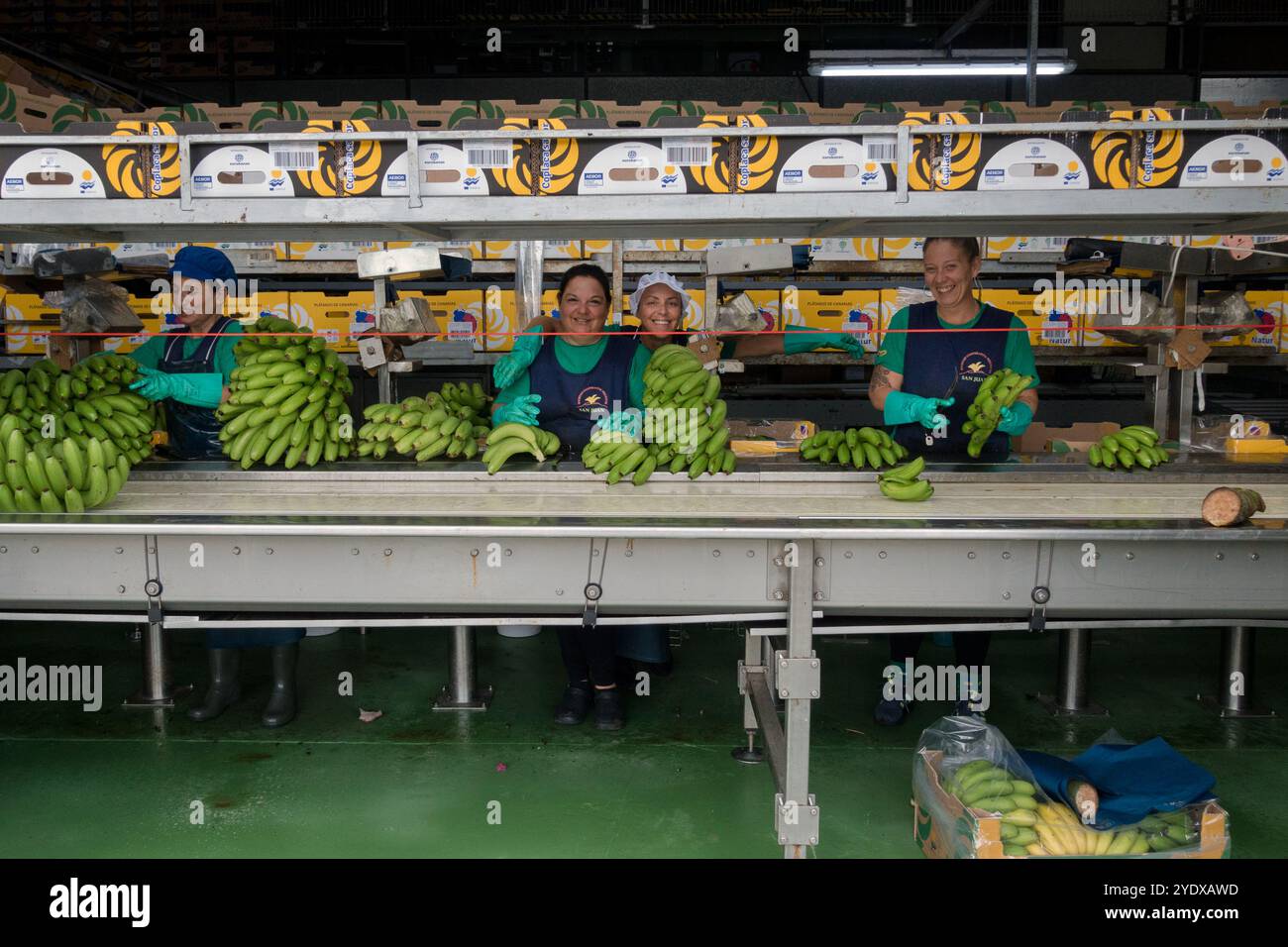 Sociedad Cooperativa Volcán de San Juan, Tazacorte, La Palma, Kanarische Inseln, Spanien: Frauen beim Verpacken von Bananen für den Versand Stockfoto