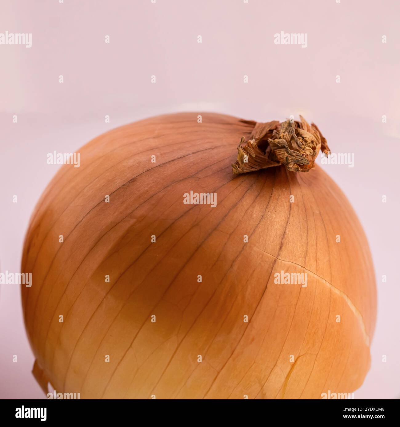 Braune Zwiebel auf weißem Hintergrund. Quadratisches Foto. Stockfoto