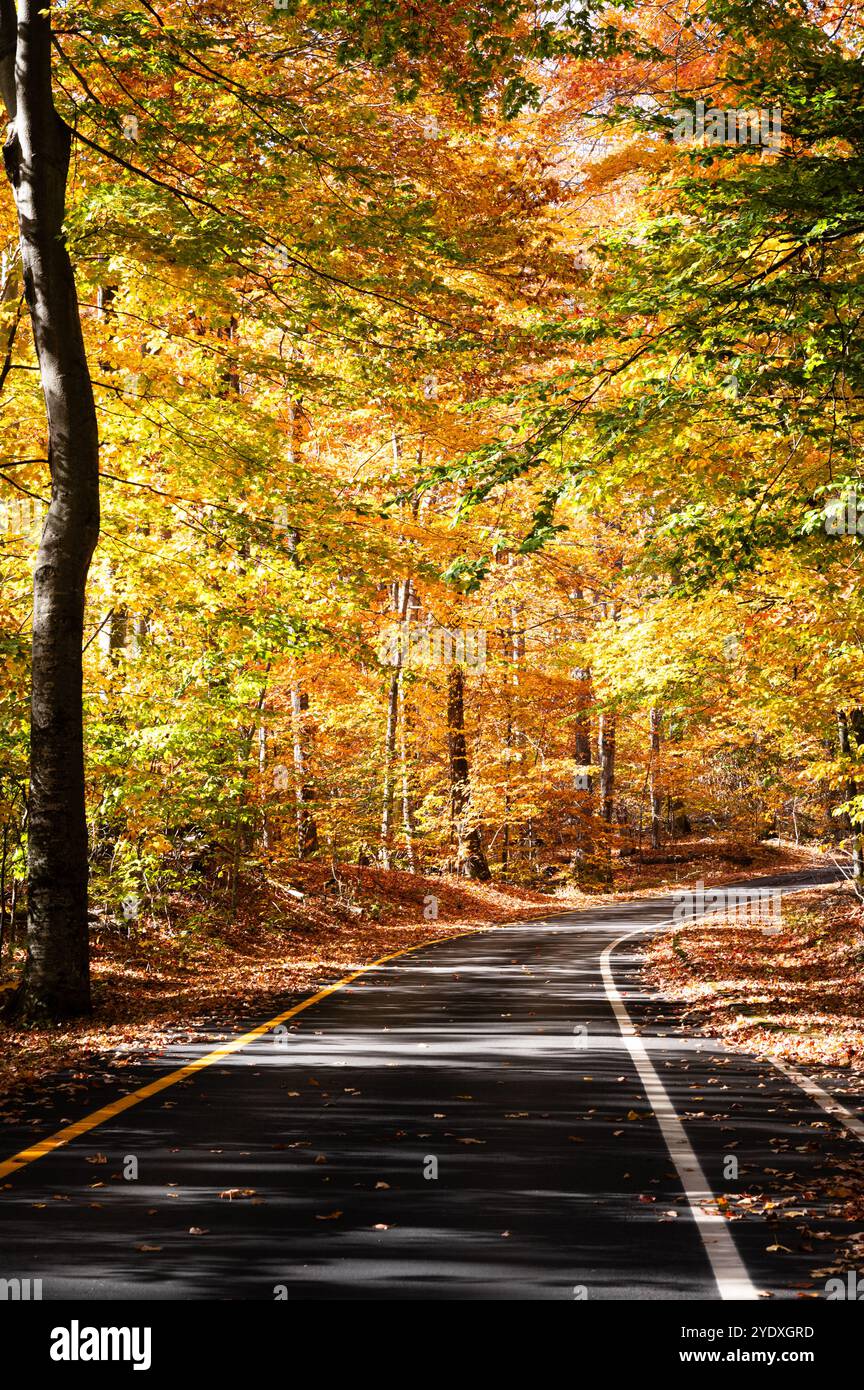 Eine Straße durch den Wald im Herbst Stockfoto