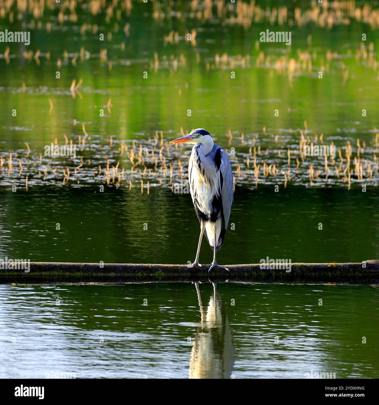 Devizes, Wiltshire, West Country, England, Großbritannien. Vom Juni 2024. Sommer Stockfoto