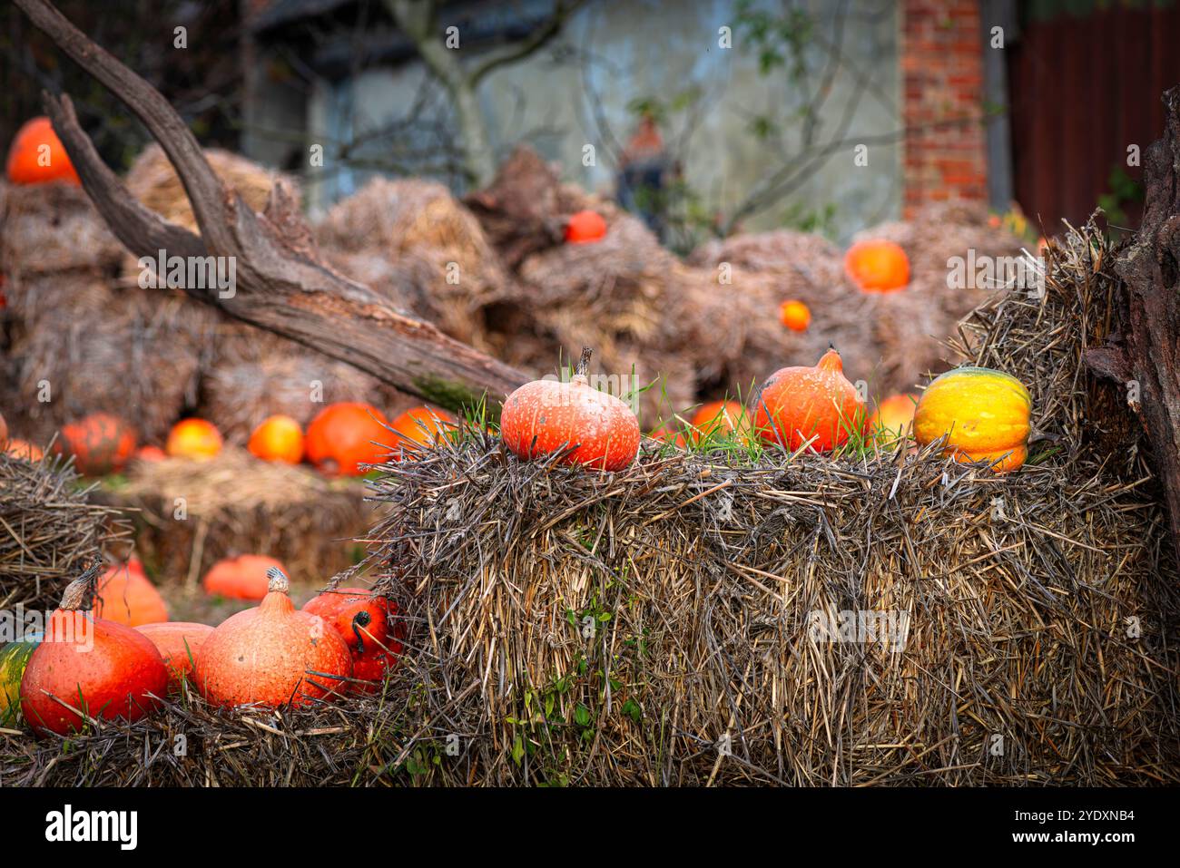 Rustikale Herbstszene: Kürbisse und Kürbisse auf Stroh, Herbstszene mit Kürbissen und Heuballen dekoriert Stockfoto