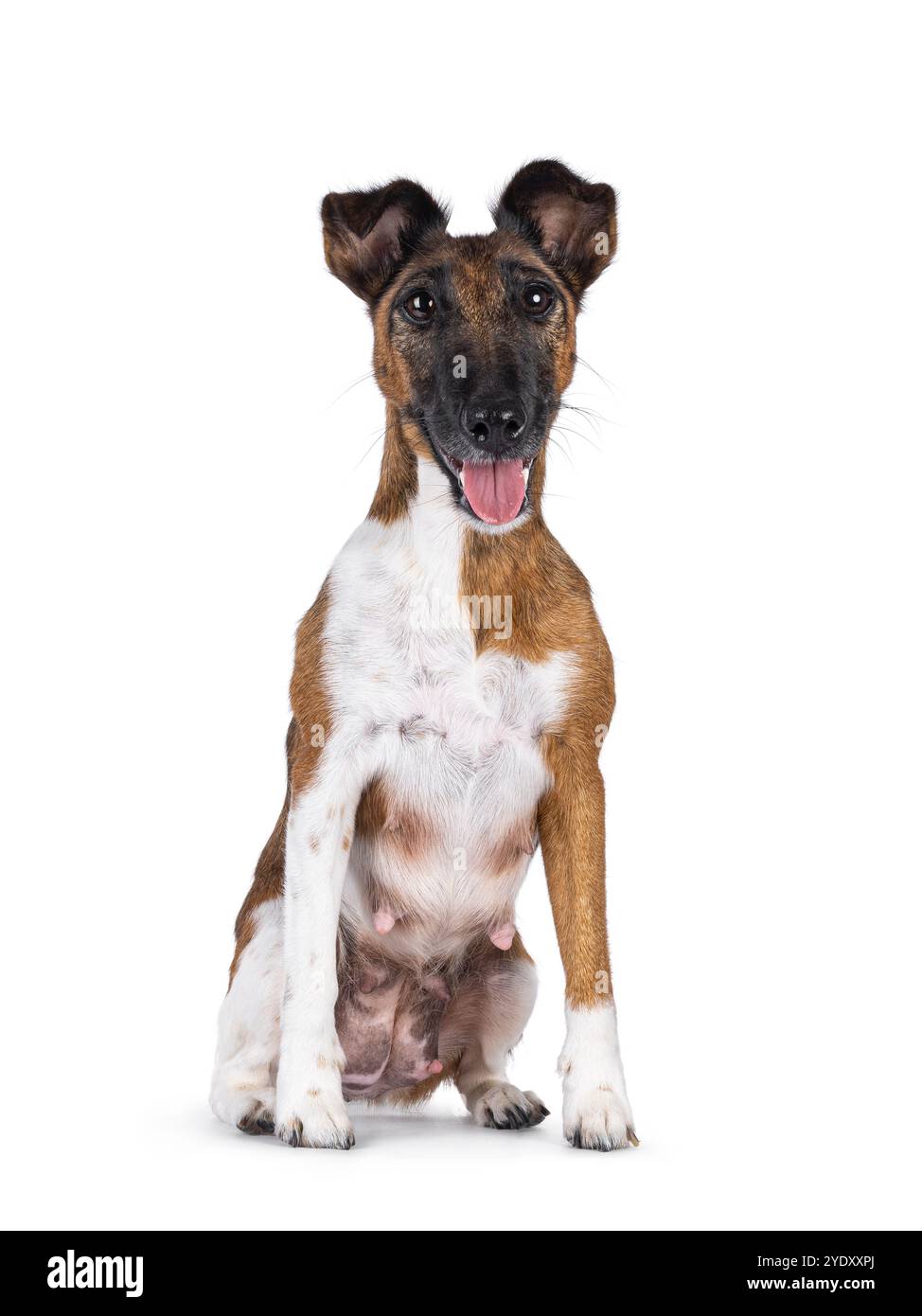 Hübsche, glatte Fuchs-Terrier-Hundemutter, die vorne mit Brustwarzen sitzt. Blick auf die Kamera. Mund offen und Zunge raus. Isoliert auf einem W Stockfoto