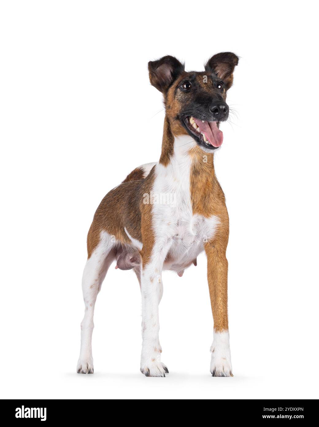 Hübsche, glatte Fuchs-Terrier-Hundemutter, die seitlich nach vorne steht und Nippel zeigt. Blick geradeaus und weg von der Kamera. Mund offen und Tongu Stockfoto