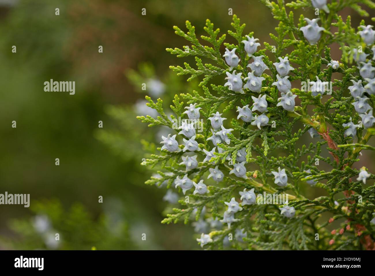 Thuja occidentalis, auch bekannt als nrdlichen Weien Zeder oder stlichen  Lebensbaum Nadelholz, ist ein immergrner Baum, im Cypress Familie  Cupressaceae, whi Stockfotografie - Alamy