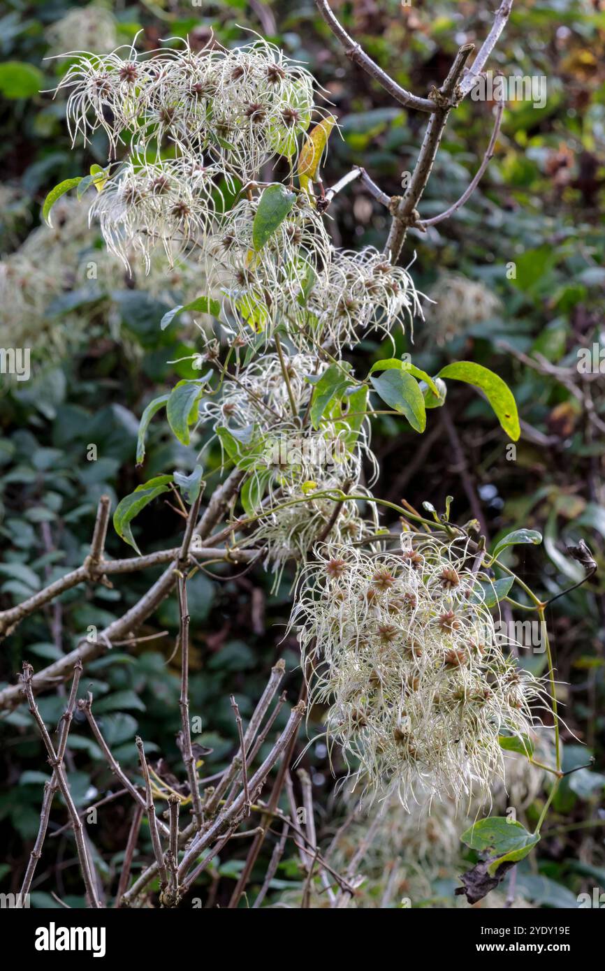 Clematis vitalba Reisende Freude, schädliches Unkraut wächst schneller als Efeu lange, seidige Haare verteilen flauschige Samenköpfe kräftige Holzkletterer Stockfoto