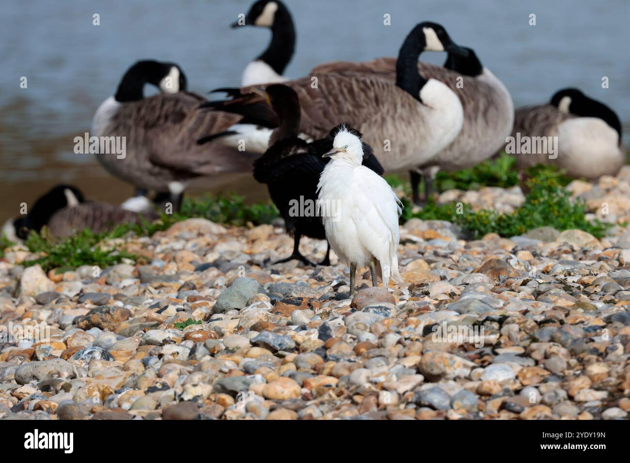 Rinderreiher Bubulcus ibis, junges weißes Gefieder, schwarze Schuft und Beine kräftiger weißer Reiher, kurzer dicker Hals, Hintergrund Kormoran und kanadengänse Stockfoto