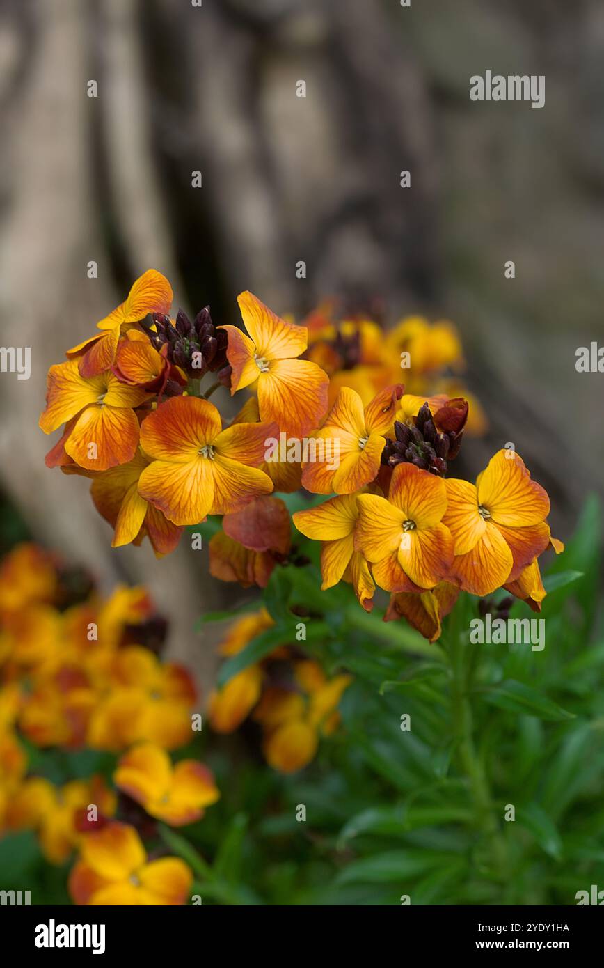 Gelb-orange Blüten der Wallblume (Erysimum x cheiri (L.) Crantz) Stockfoto