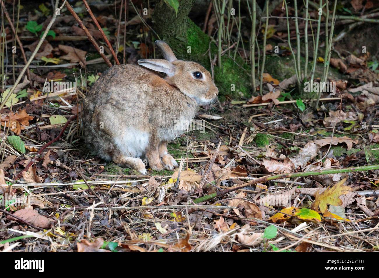 Kaninchen Oryctolagus cunniculus, graubraunes Fell lange Ohren kurzer halbweißer Schwanz weiße Unterseite und kinnbraune Augen große Hinterfüße Herbst England Großbritannien Stockfoto