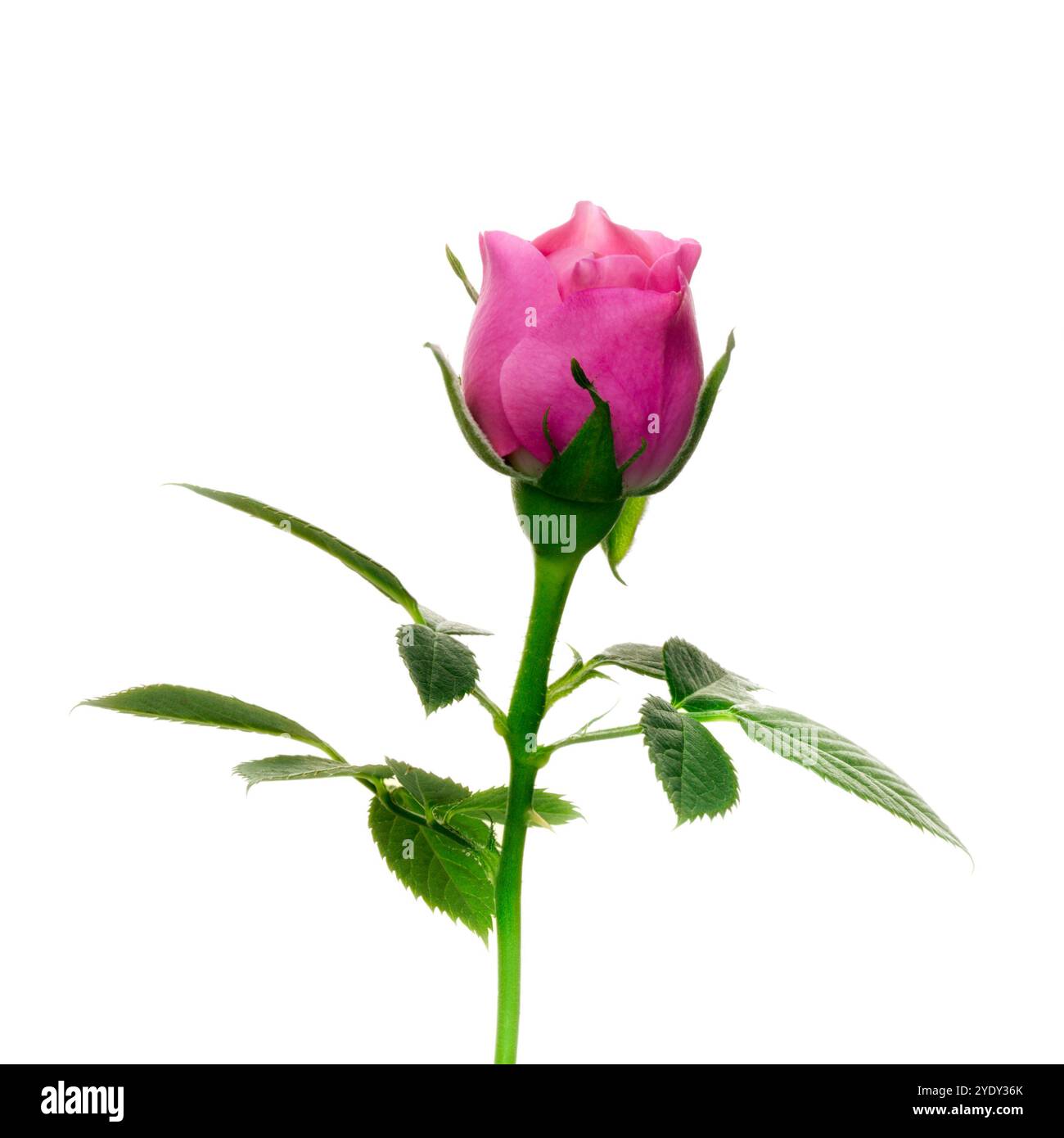 Rosafarbener Rosenstiel mit Blüte auf weißem Hintergrund mit Blättern Stockfoto