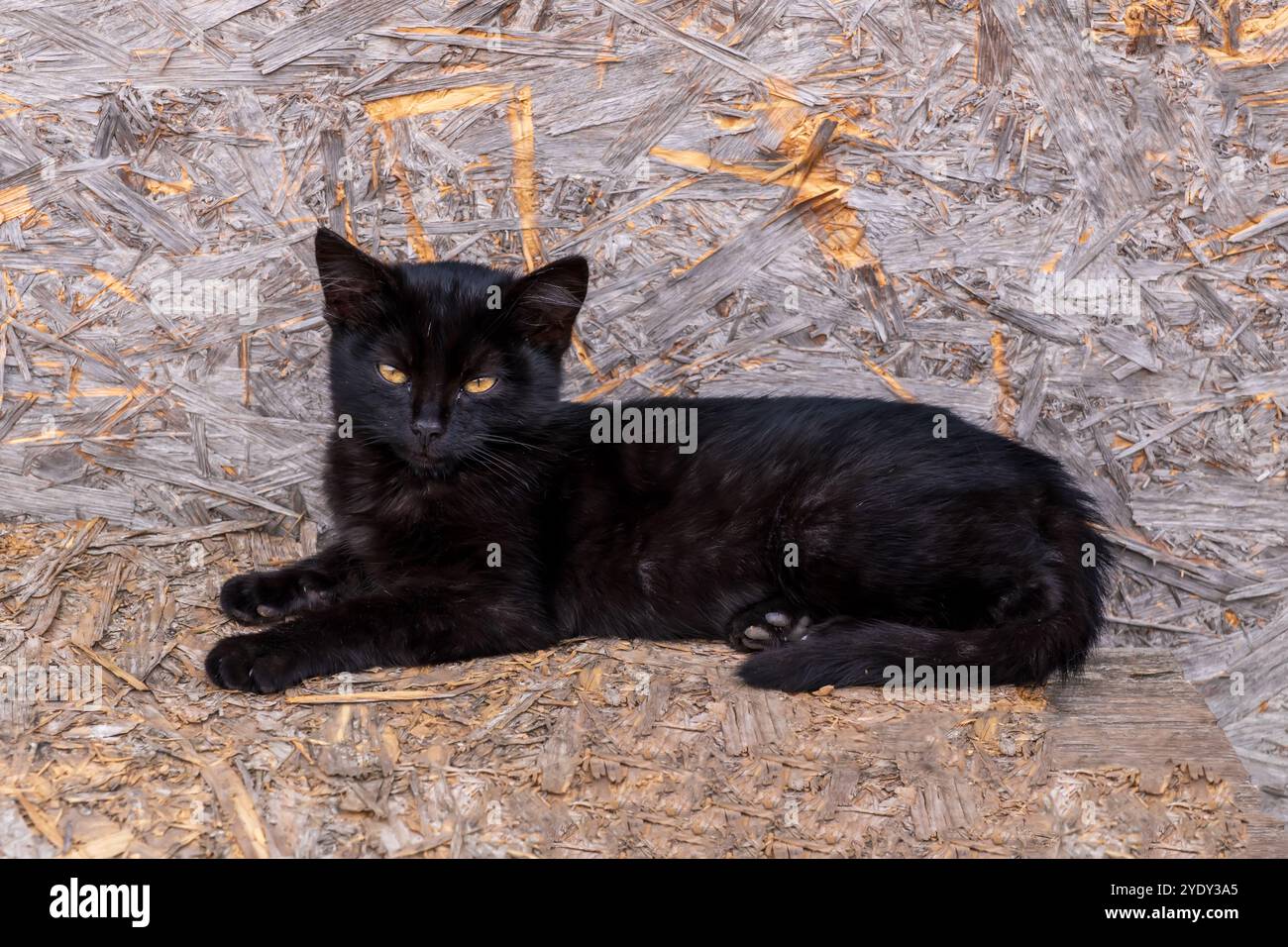 Geheimnisvolle schwarze Katze in einer strukturierten Holzkulisse. Fesselnde Feline Können: Der intensive Blick einer schwarzen Katze Stockfoto