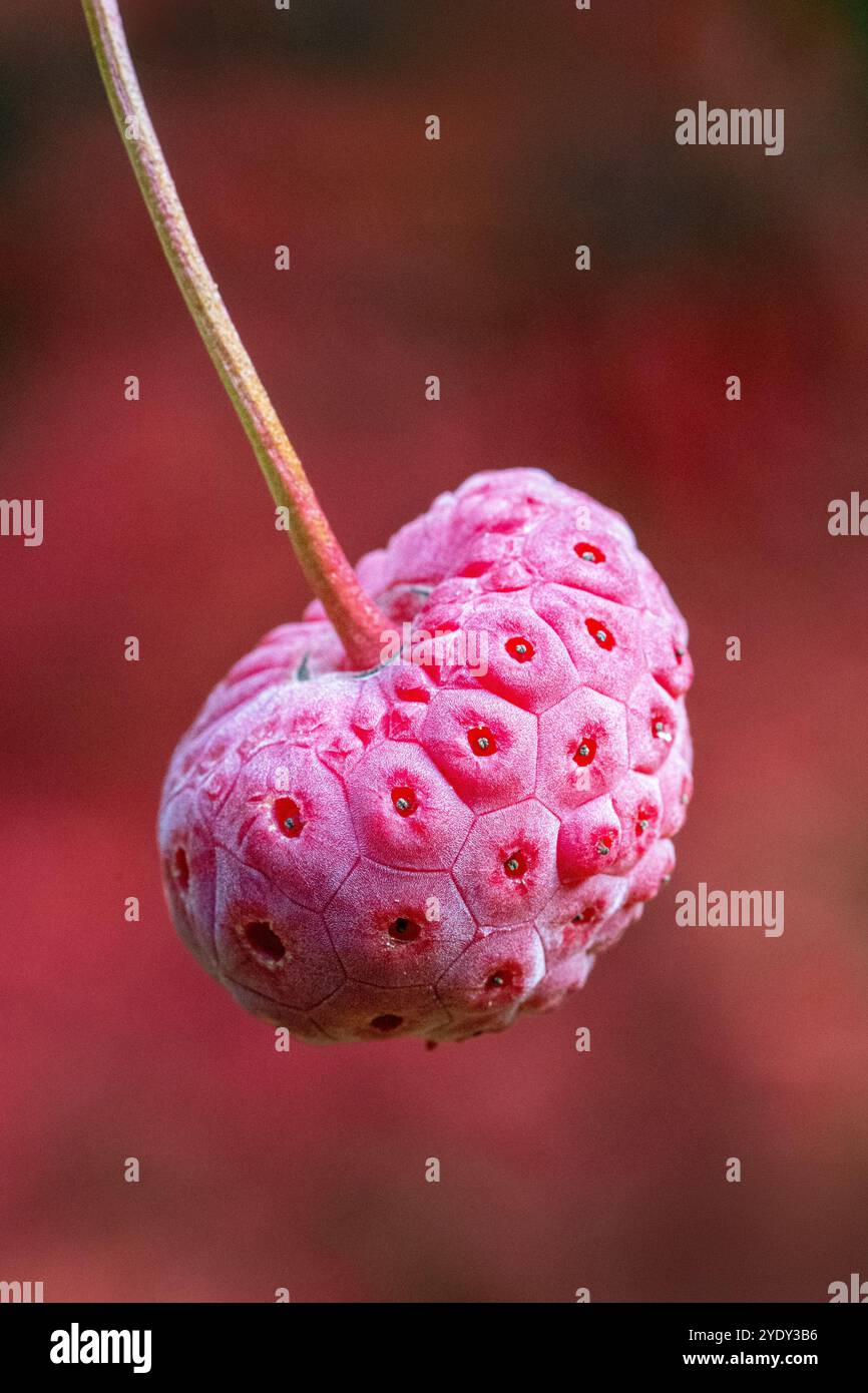 Cornus Kousa Fruit im Oktober, Großbritannien Stockfoto