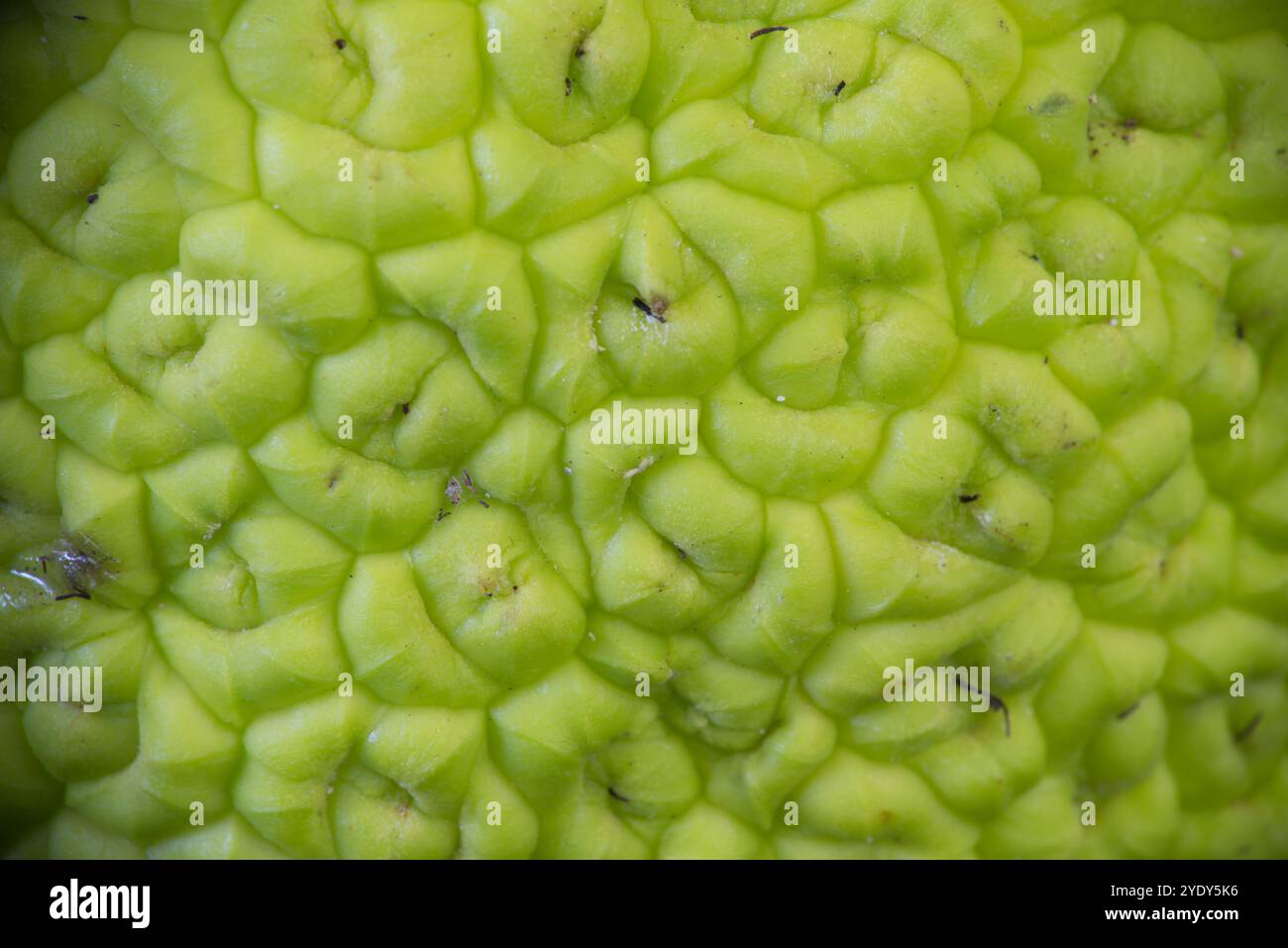 Eine Nahaufnahme eines rauen, hirnähnlichen Textes auf der Haut einer Osage-Orange. Stockfoto