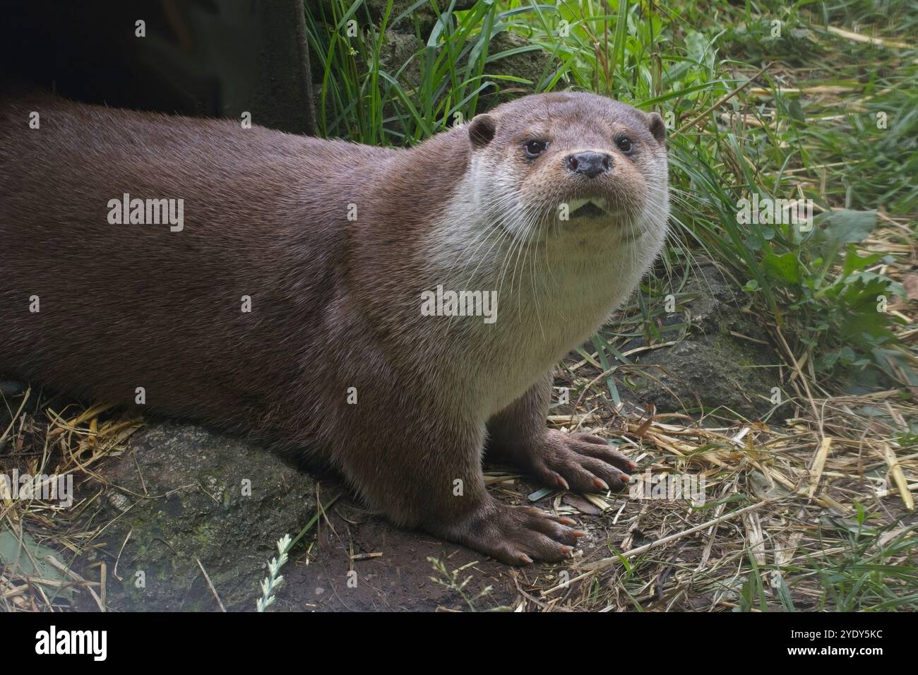 Europäischer Otter, (Lutra lutra), Porträt, Blick in die Kamera, Gefangener gezüchtet. Stockfoto