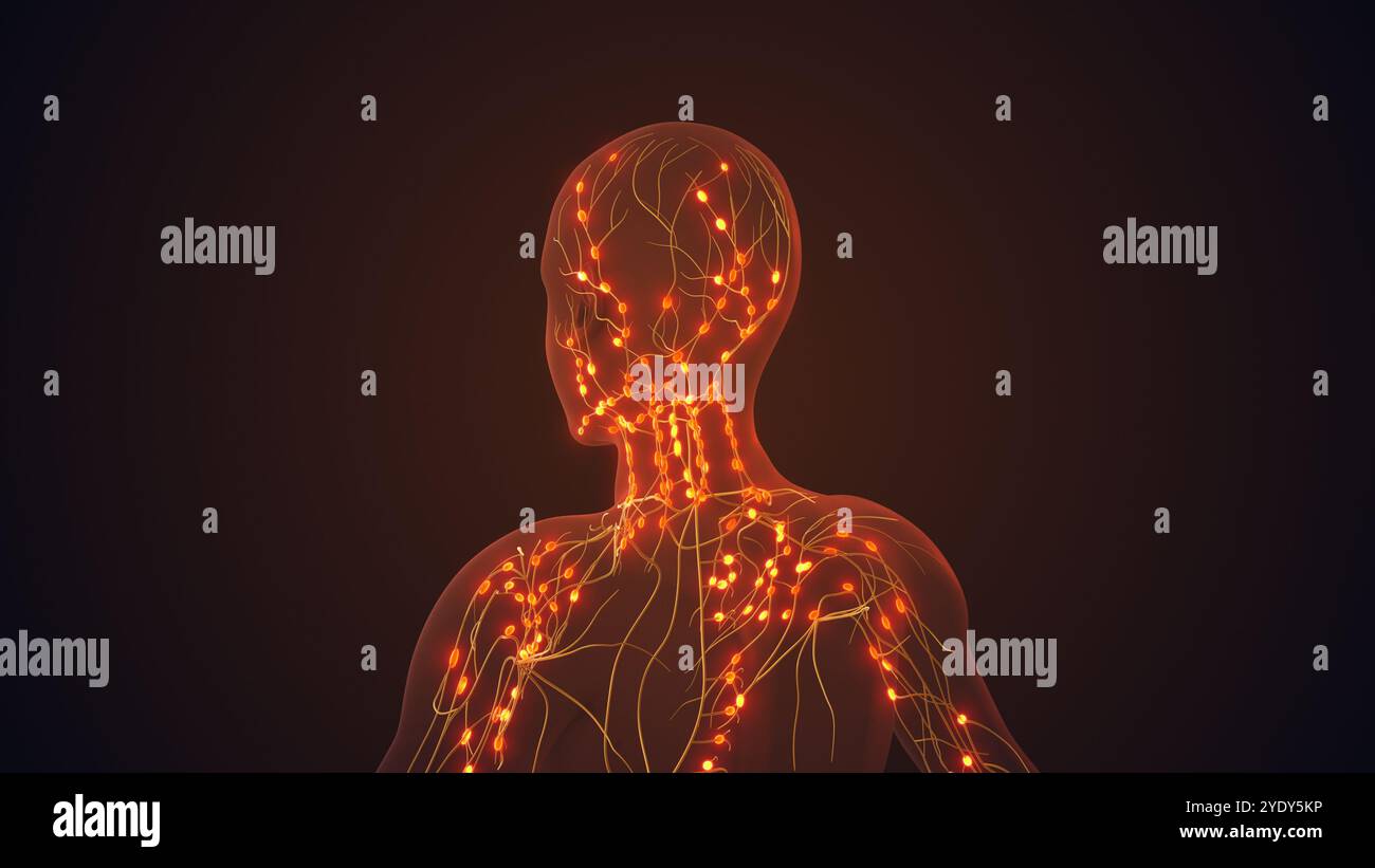 Lymphsystem zur Verwaltung von Knoten und Flüssigkeitszirkulation Stockfoto