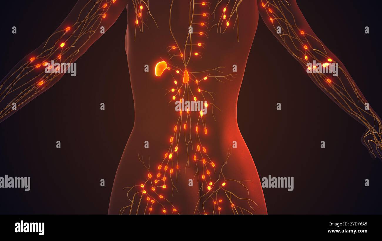 Lymphsystem zur Verwaltung von Knoten und Flüssigkeitszirkulation Stockfoto