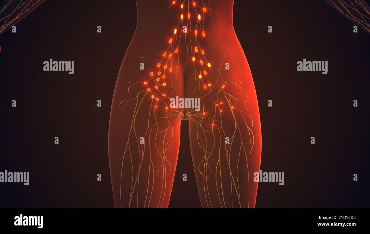 Lymphsystem zur Verwaltung von Knoten und Flüssigkeitszirkulation Stockfoto